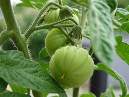 Starter Plant, Live - Tomato (Brandwine)